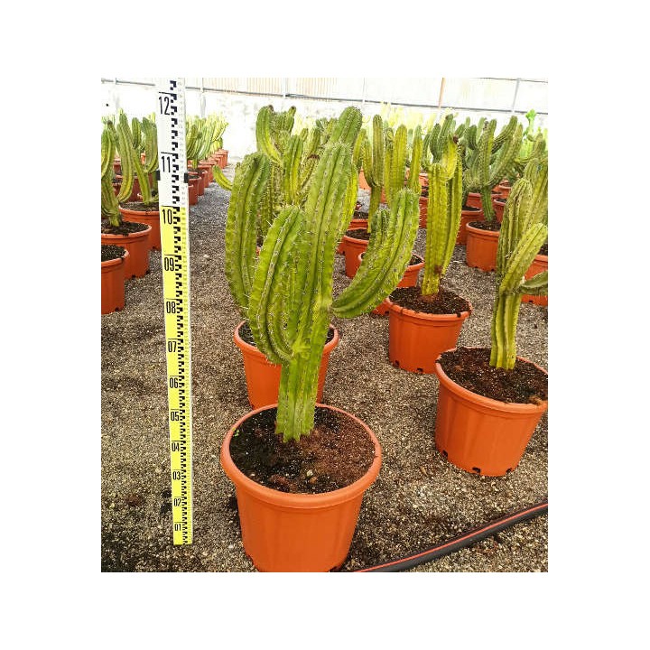 Chula de Polaskia