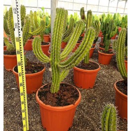 Chula de Polaskia