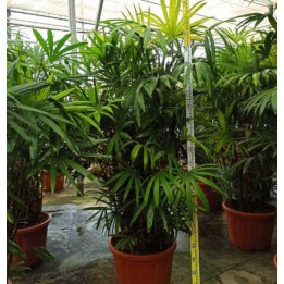 Rhapis excelsa (Palmier bambou)