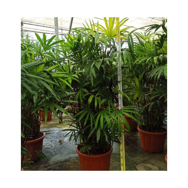 Rhapis excelsa (Palmier bambou)