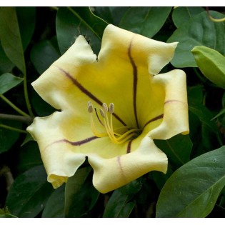 Solandra maxima (Bol d'or, Liane trompette)