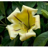 Solandra maxima (Bol d'or, Liane trompette)