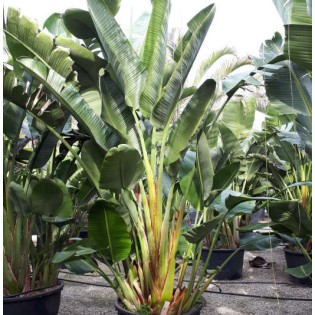 Strelitzia nicolai (Oiseaux du paradis géant)