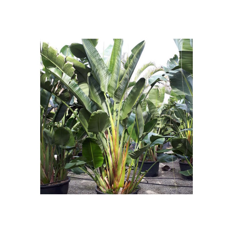 Strelitzia nicolai (Oiseaux du paradis géant)