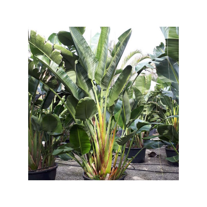 Strelitzia nicolai (Oiseaux du paradis géant)