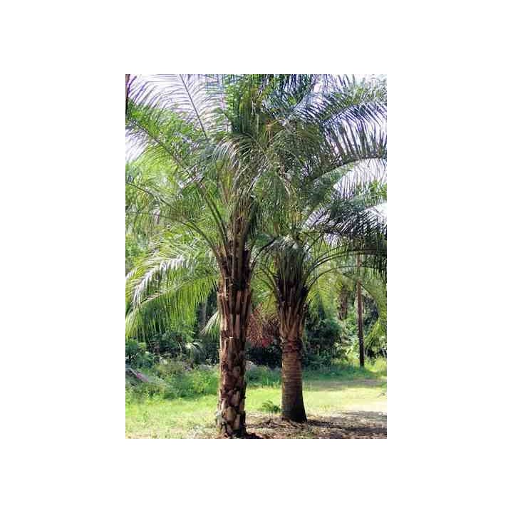 Butia nabonnandii (Butyagrus)