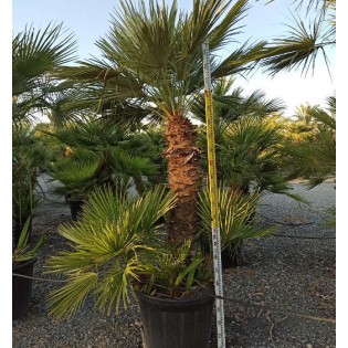 Chamaerops humilis (palmier doum)