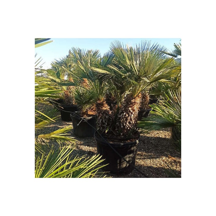 Chamaerops humilis (palmier doum)