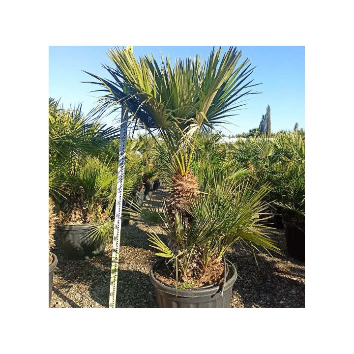 Chamaerops humilis (palmier doum)