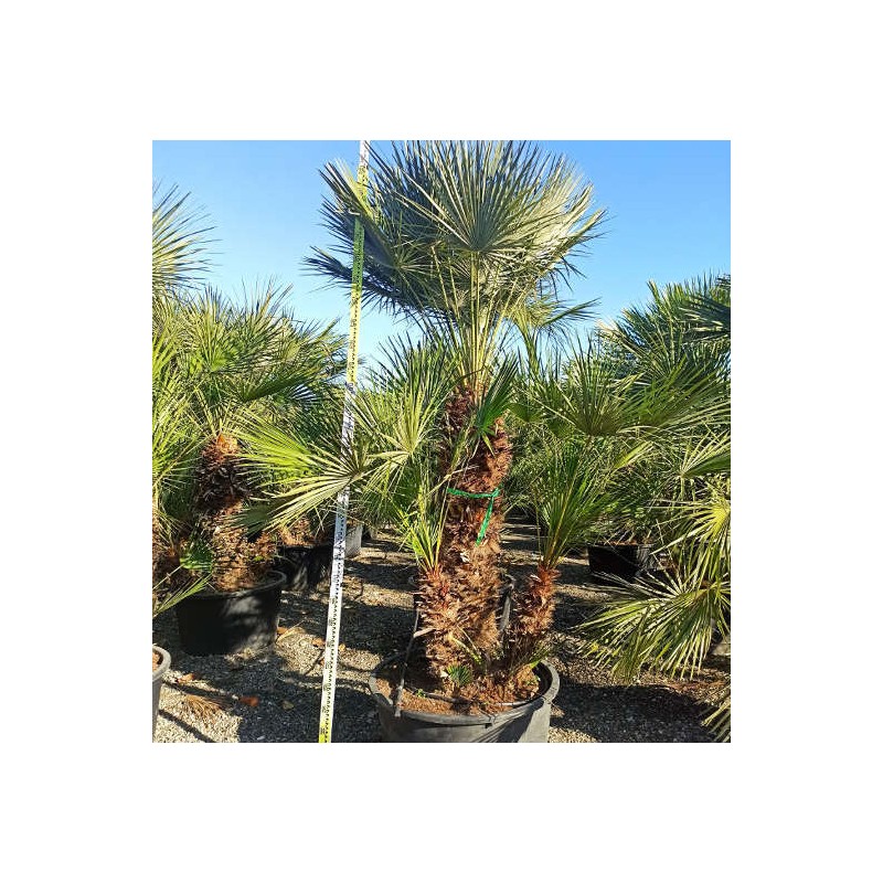 Chamaerops humilis (palmier doum)