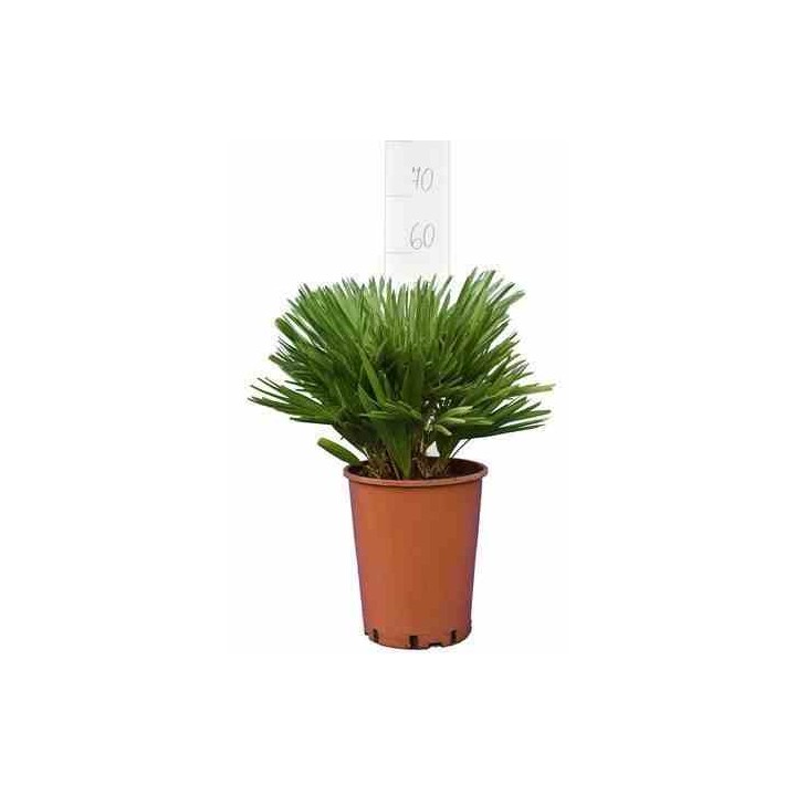 Chamaerops humilis var. cérifera