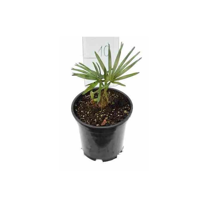 Chamaerops humilis var. cérifera