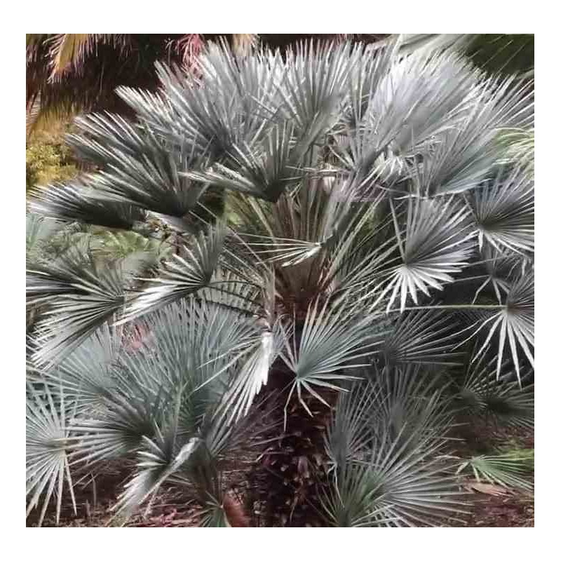 Chamaerops humilis var. cérifera