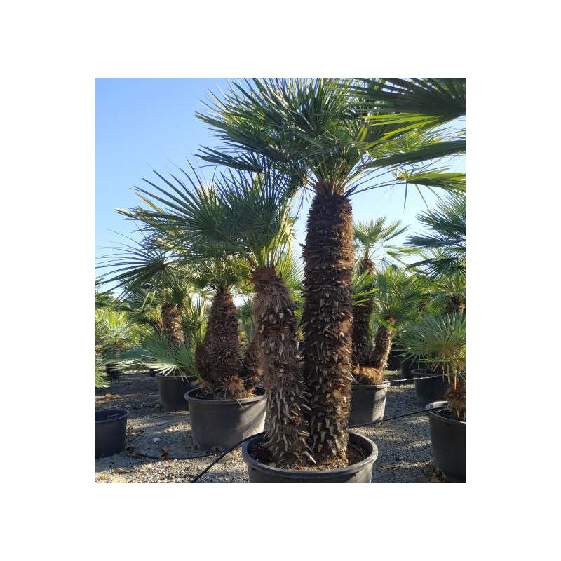 Chamaerops humilis var. cérifera (Palmier doum bleu)
