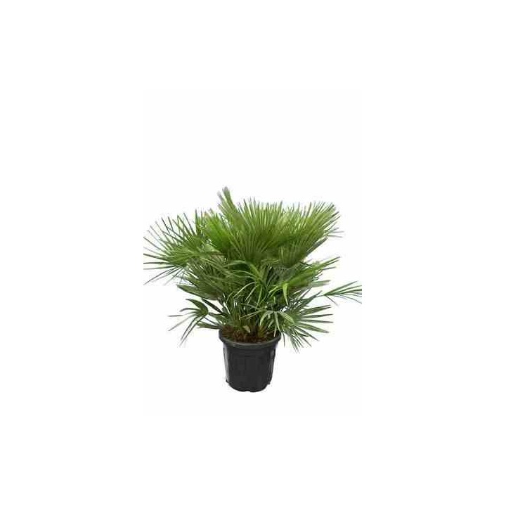 Chamaerops humilis var. volcan