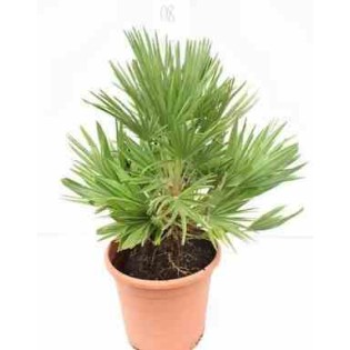 Chamaerops humilis var. volcan