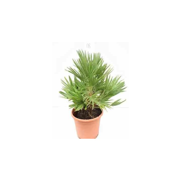 Chamaerops humilis var. volcan
