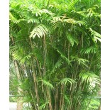 Chamaedorea seifrizii