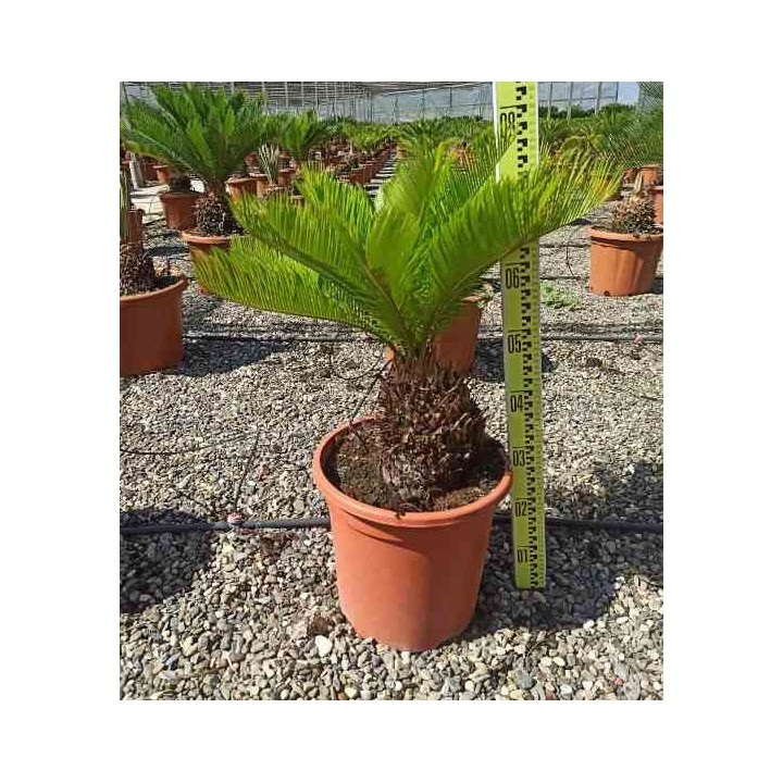 Cycas revoluta Cycas du japon-Sagou