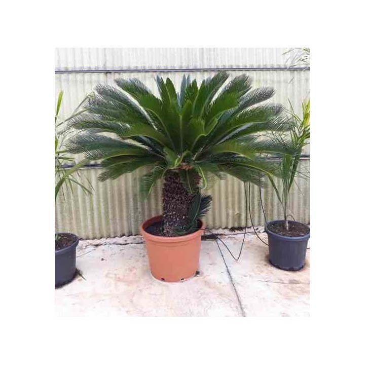 Cycas revoluta Cycas du japon-Sagou