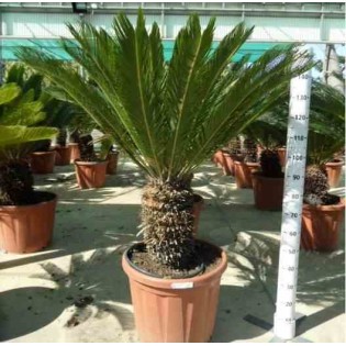 Cycas revoluta Cycas du japon-Sagou