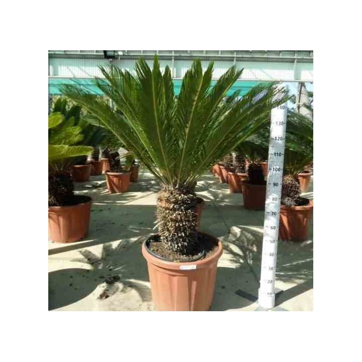 Cycas revoluta Cycas du japon-Sagou