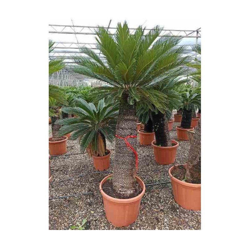 Cycas revoluta Cycas du japon-Sagou