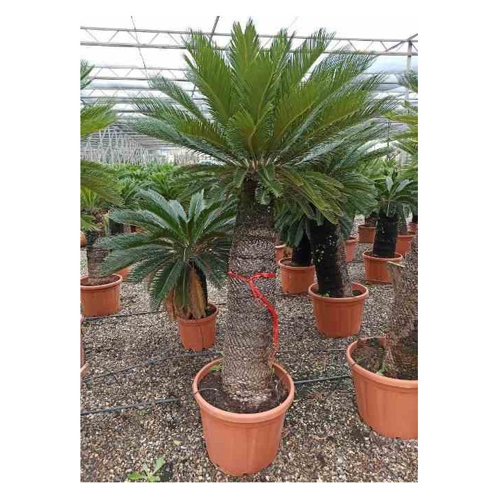 Cycas revoluta Cycas du japon-Sagou