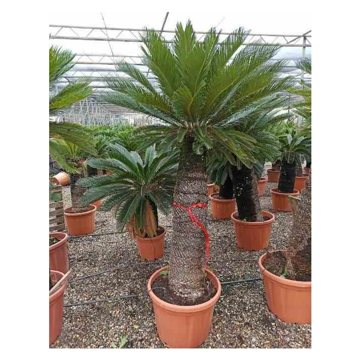 Cycas revoluta (Cycas du japon-Sagou)