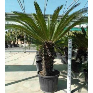 Cycas revoluta Cycas du japon-Sagou