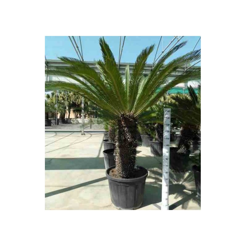 Cycas revoluta Cycas du japon-Sagou