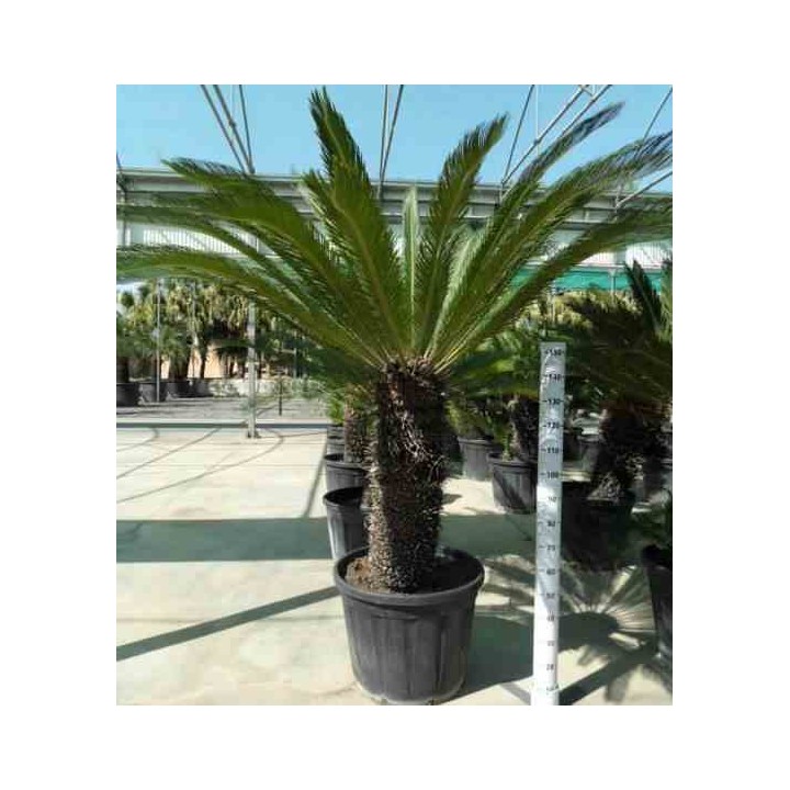 Cycas revoluta Cycas du japon-Sagou