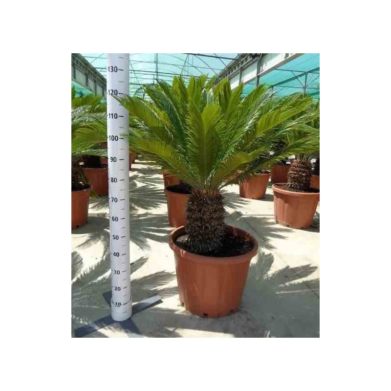 Cycas revoluta (Cycas du japon-Sagou)