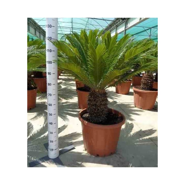 Cycas revoluta (Cycas du japon-Sagou)