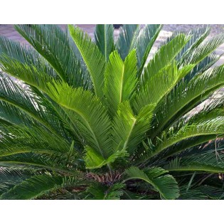 Cycas revoluta (Cycas du japon-Sagou)