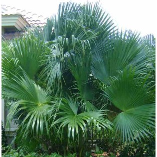 Livistona chinensis (palmier éventail chinois)