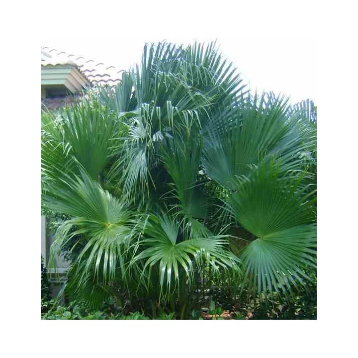 Livistona chinensis (palmier éventail chinois)
