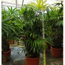 Rhapis excelsa (Palmier bambou)