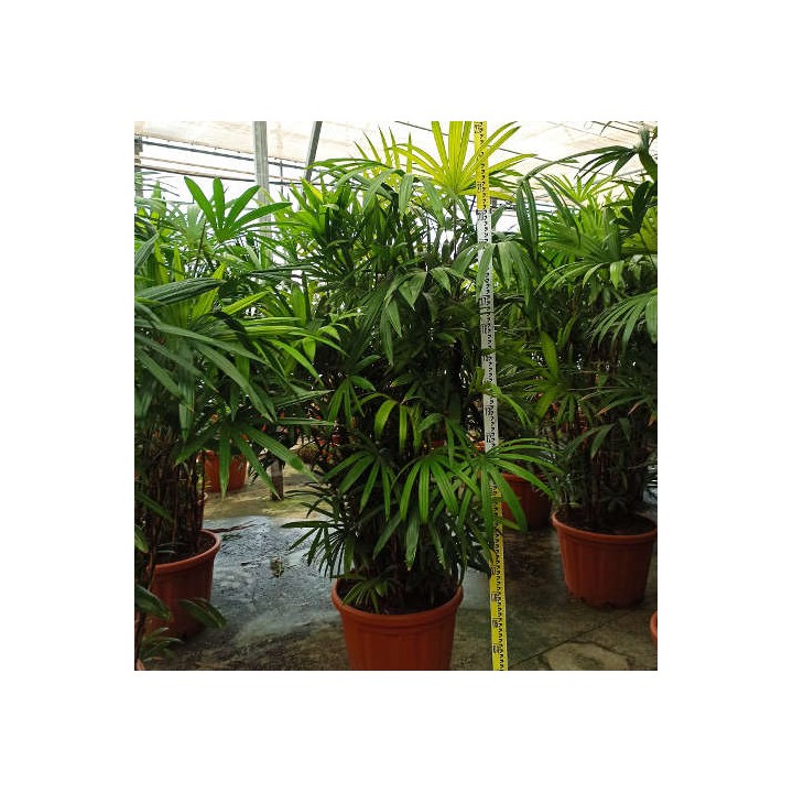 Rhapis excelsa (Palmier bambou)