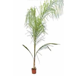 Syagrus romanzoffiana sp. 'Santa Catarina (syn. Arecastrum r.)