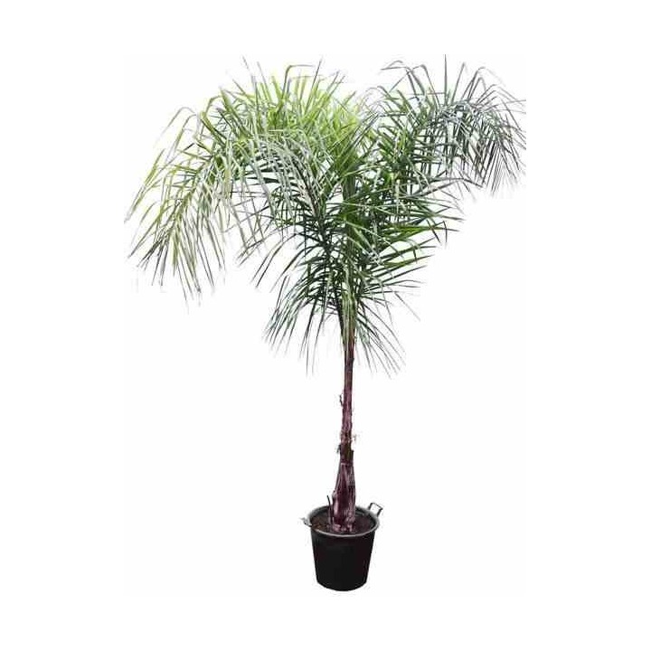 Syagrus romanzoffiana sp. 'Santa Catarina (syn. Arecastrum r.)