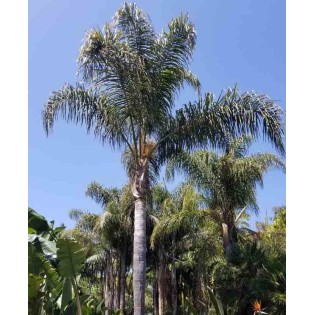 Syagrus romanzoffiana sp. 'Santa Catarina (syn. Arecastrum r.)