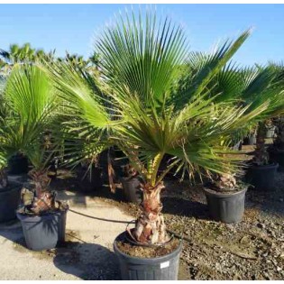 Washingtonia Robusta (Palmier éventail,Palmier du Mexique)