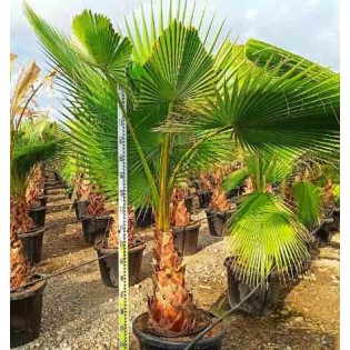 Washingtonia Robusta (Palmier éventail,Palmier du Mexique)
