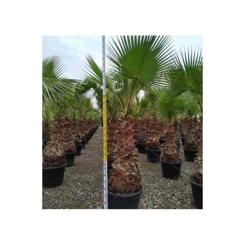 Washingtonia Robusta (Palmier éventail,Palmier du Mexique)