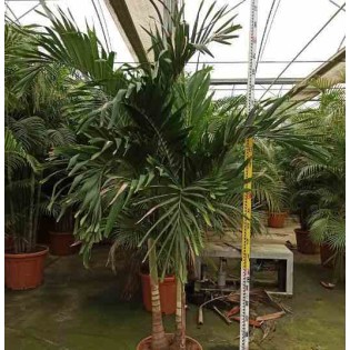 Adonidia merrillii (Veitchia merrillii- Palmier de manille)