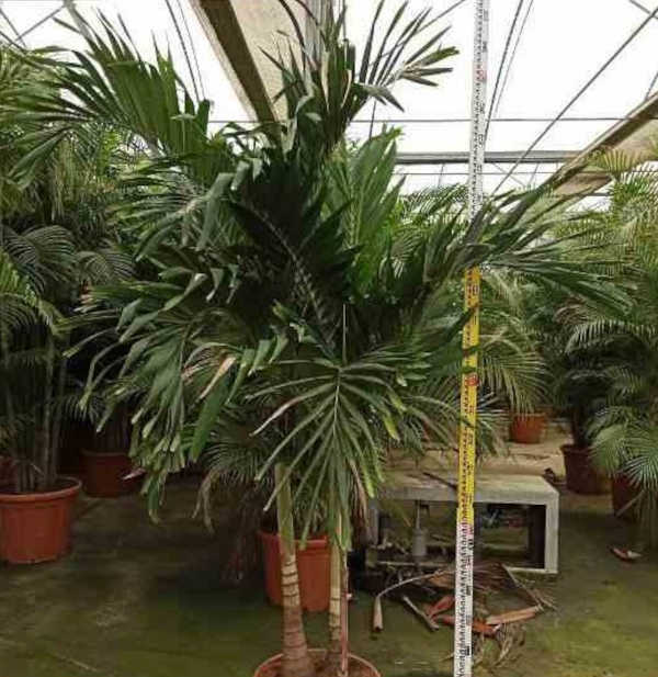 Adonidia merrillii (Veitchia merrillii- Palmier de manille)