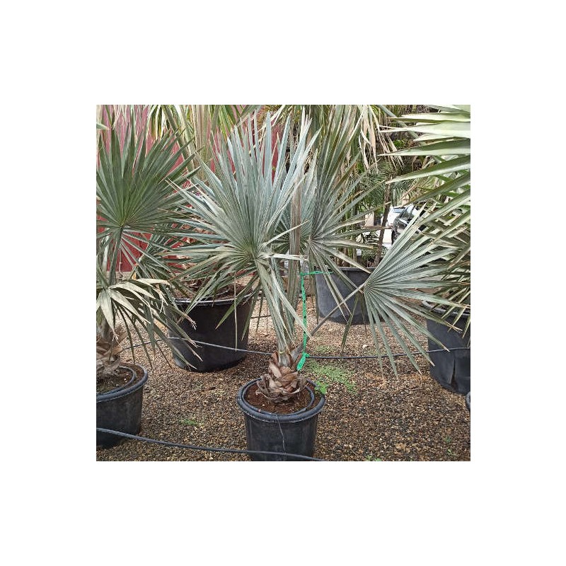Bismarckia nobilis (Palmier de Bismarck)