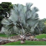 Bismarckia nobilis (Palmier de Bismarck)