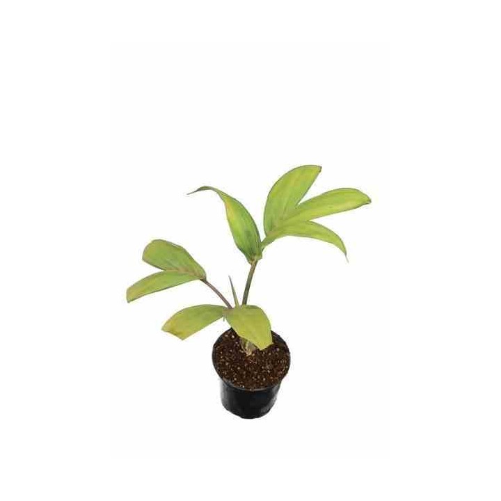 Chambeyronia macrocarpa